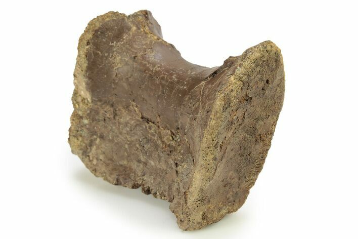 Fossil Tyrannosaur (Nanotyrannus?) Vertebra - Montana #263894